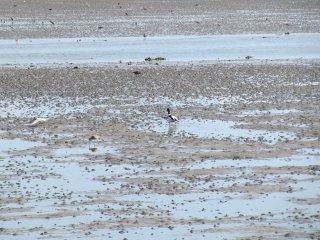 Werelderfgoed Waddenzee Terschelling